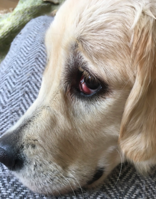 Cherry eye eli koiran kirsikkasilmä