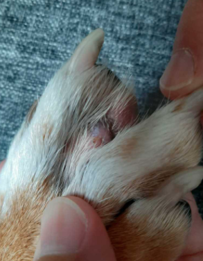 Koiran tassutulehdus eli furunkuloosi